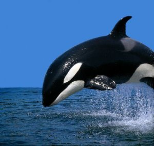 Kép: killer-whale.org