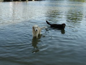 Kókusz és Drazsé a Dunában