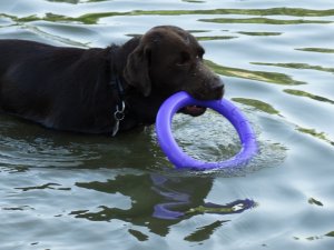 Drazsé lila karikával