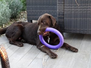 Drazsé lila karikával