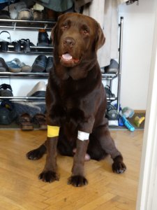 Drazsé vérvétel után