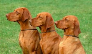 magyar vizsla