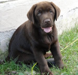 Drazsé itt 3 hónapos 