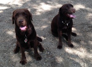 Csinszka meg Drazsé