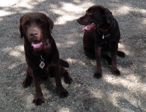 Csinszka mondott valamit