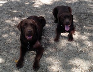 Csinszka és Drazsé