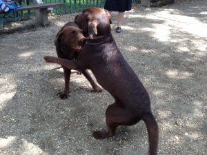 Drazsé és Csinszka játszanak