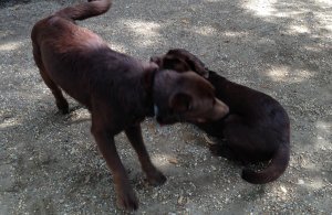 Drazsé és Csinszka sugdolózik