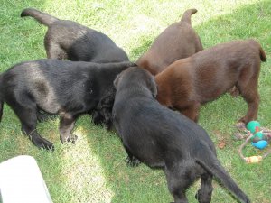 Kicsi labradorok