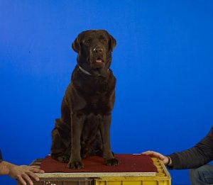 Ugye milyen okos fejem van?