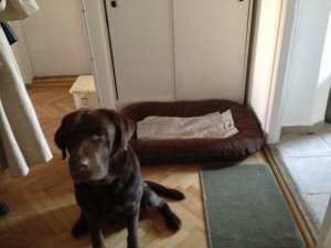 Drazsé és az ágya