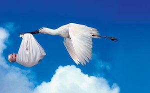 Gólya hozza a kisbabát