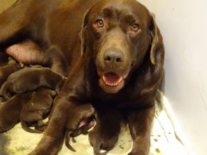 Miért lenne Bibi mérges?