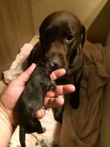 Drazsé elsőszülött fia