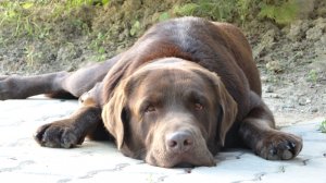 Drazsé büntetésben