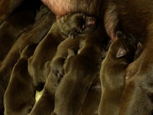Drazsé és Bimbi kölykei, 10 kicsi néger