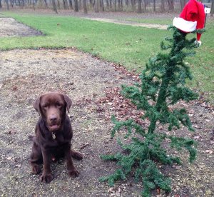 Drazsé és a ferde karácsonyfa