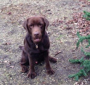 Drazsé Karácsony 2014