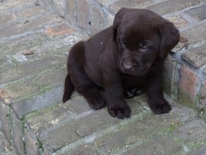 Drazsé és Bimbi kölyke