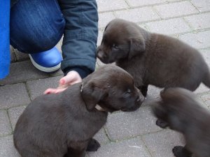 Három csoki labrador kölyök