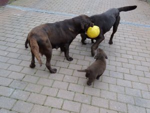 Bimbi, Drazsé meg egy kölyök