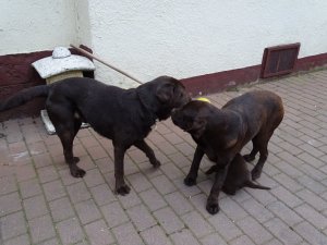 Drazsé és Bimbi huzigál