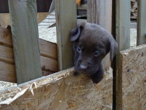 Drazsé és Bimbi kölyke