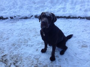 Drazsé havas fejjel