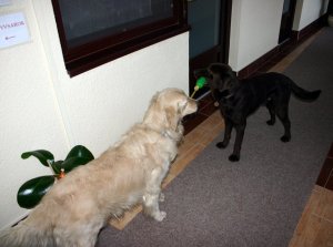 Huzigálunk   Fotó: Gárdai Kinga