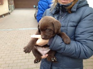 Drazsé és Bimbi kölyke