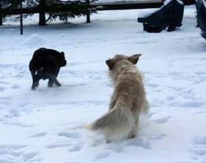 Viháncolunk Kókusszal      Fotó: Gárdai Kinga