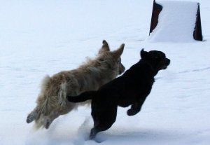 Szilveszter Kókusszal