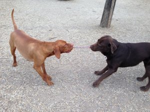 Drazsé és Frici huzogat