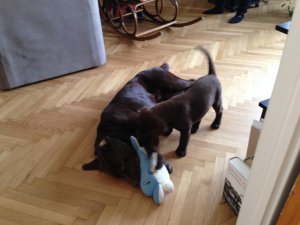 Na jó, kicsit harapdálhatsz