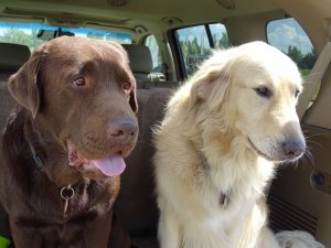 Drazsé és Kókusz Kép: Láng András