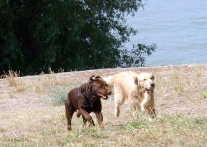Kókusz és Drazsé a Marina parton
