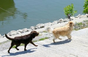 Drazsé megy Kókusz után