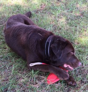 Azért Drazsé játszhatott